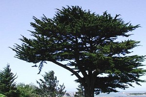 national-cypress